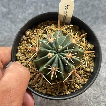 サボテン 日の出丸♡抜き苗(^○^) サボテン フェロカクタス属 日の出丸 抜き苗 - メルカリ